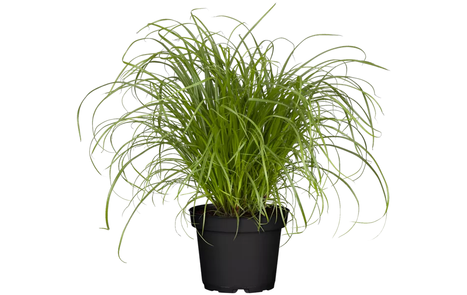 Cyperus zumula