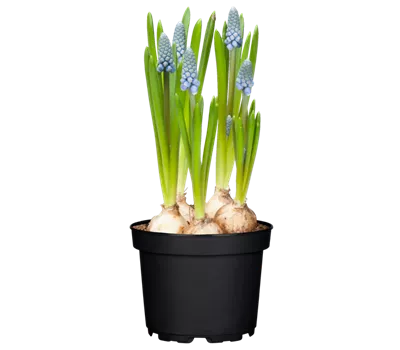 Muscari, blau