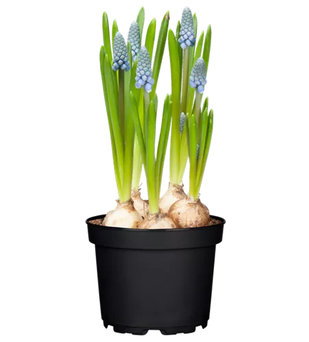 Muscari, blau