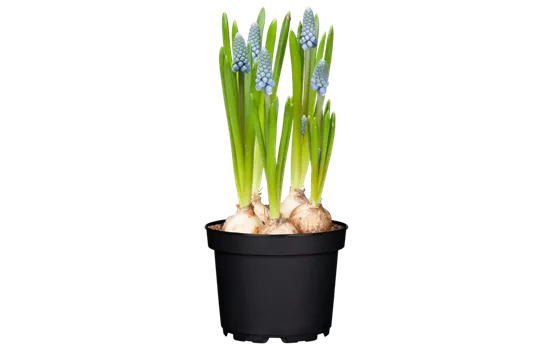 Muscari, blau