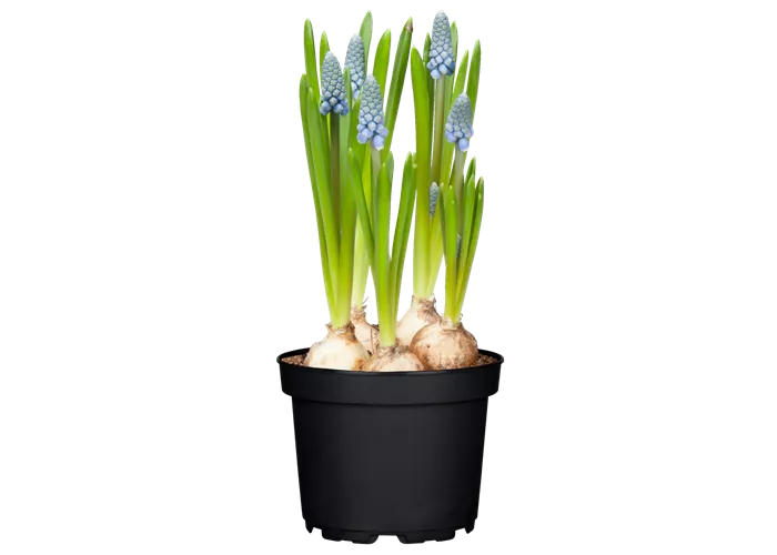 Muscari, blau