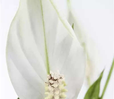 Spathiphyllum wallisii