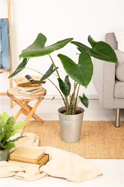 Alocasia zebrina, Pfeilblatt, Zimmerpflanzen Online und vor Ort kaufen - 1A  Garten Ammer