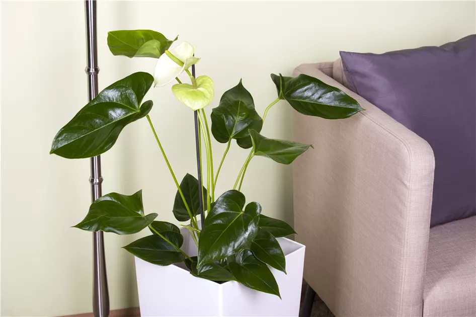 Anthurium x andreanum, wei, Flamingoblume, wei, Zimmerpflanzen - Online  bestellen & kaufen - 1A Garten Ammer