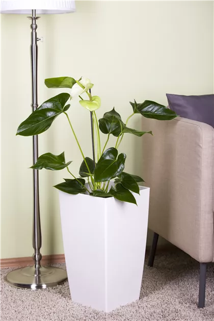 Anthurium x andreanum, wei, Flamingoblume, wei, Zimmerpflanzen - Online  bestellen & kaufen - 1A Garten Ammer