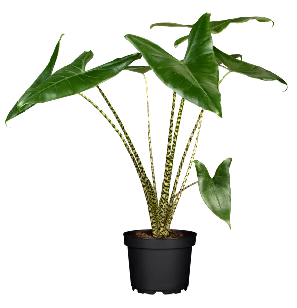 Alocasia zebrina, Pfeilblatt, Zimmerpflanzen Online und vor Ort kaufen - 1A  Garten Ammer