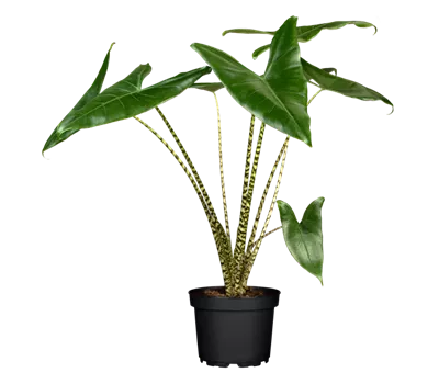 Alocasia zebrina