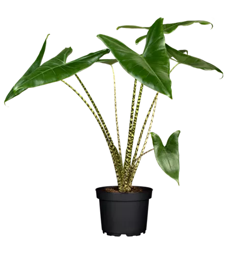 Alocasia zebrina
