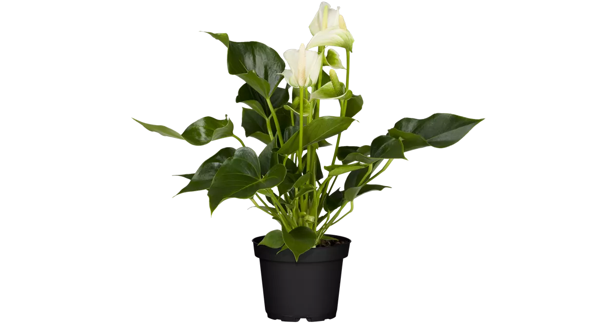 Anthurium x andreanum, wei, Flamingoblume, wei, Zimmerpflanzen - Online  bestellen & kaufen - 1A Garten Ammer
