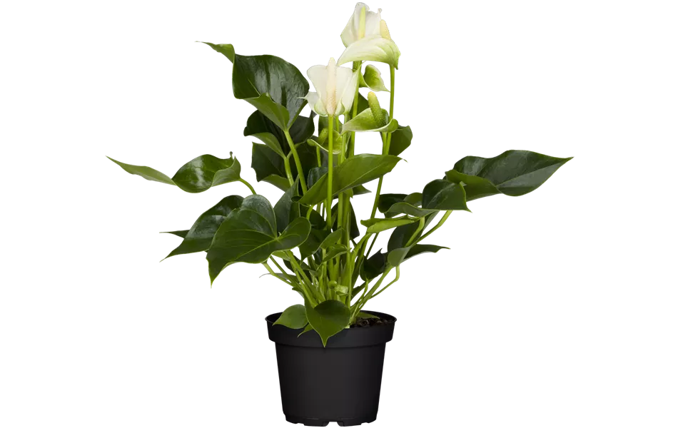Anthurium x andreanum, weiß