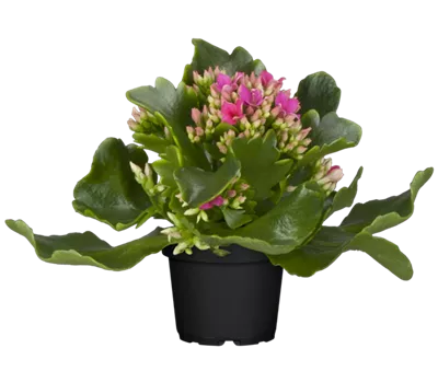 Kalanchoe blossfeldiana, lila