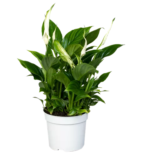Spathiphyllum wallisii 'Bellini'