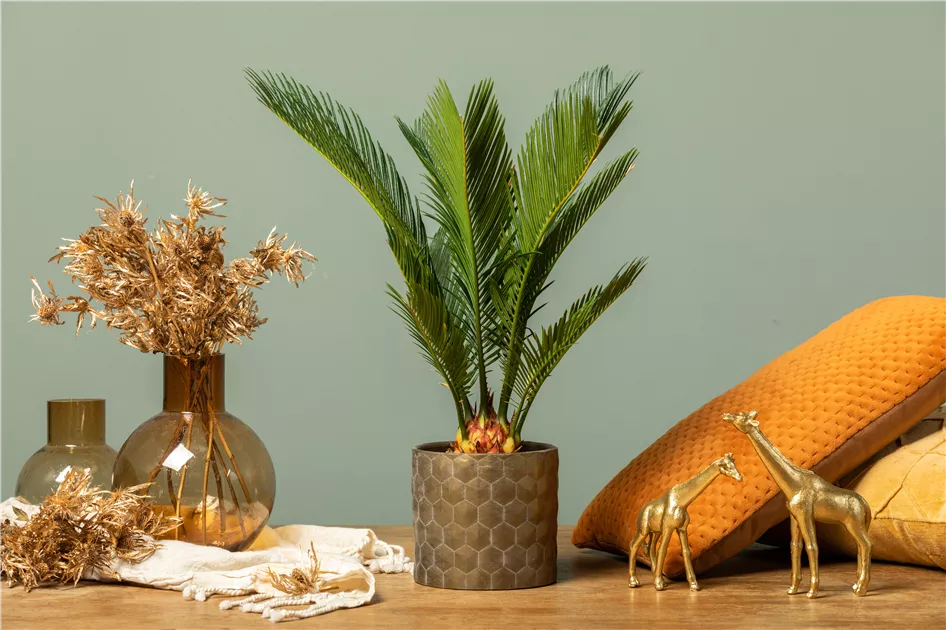 Palme Für Draußen RE: Cycas Revoluta - Japanischer Sagopalmfarn - 13 Grünlilie Zimmerpflanze
