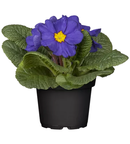 Primula vulgaris, blau