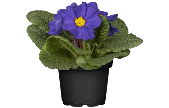 Primula vulgaris, blau
