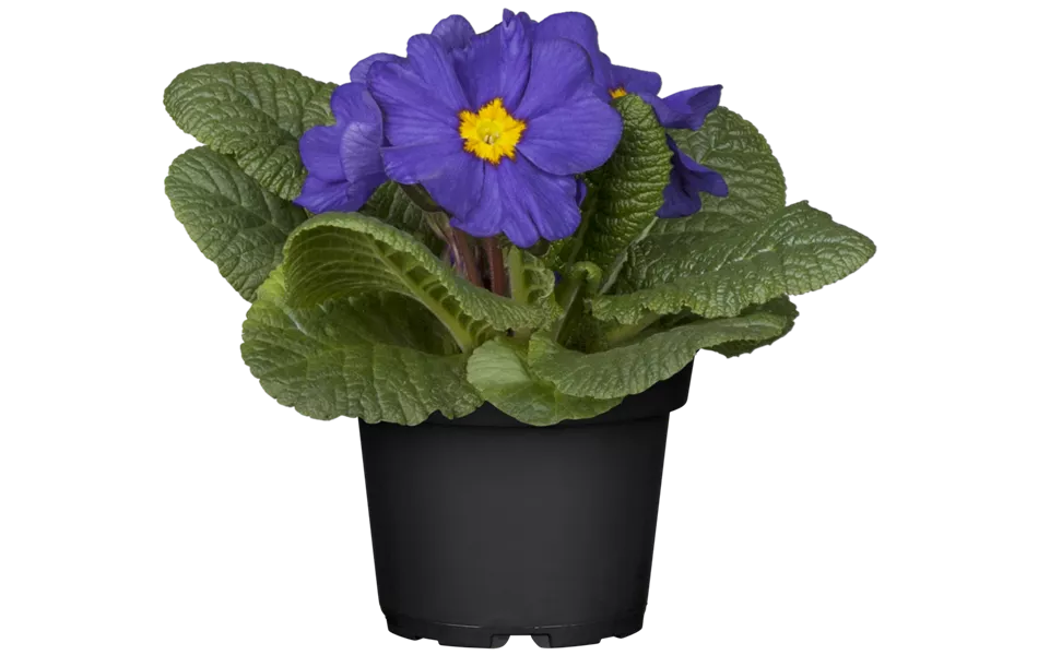 Primula vulgaris, blau