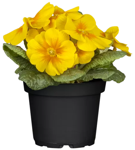 Primula vulgaris, gelb