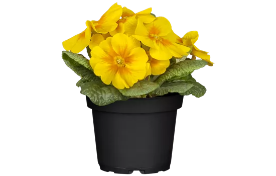 Primula vulgaris, gelb