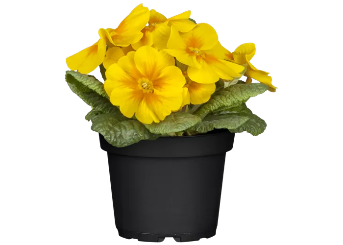 Primula vulgaris, gelb