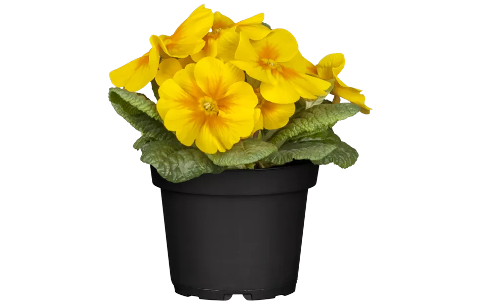 Primula vulgaris, gelb