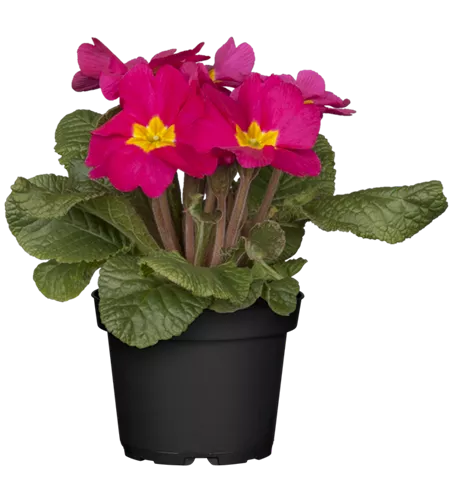 Primula vulgaris, rosa