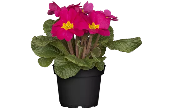 Primula vulgaris, rosa