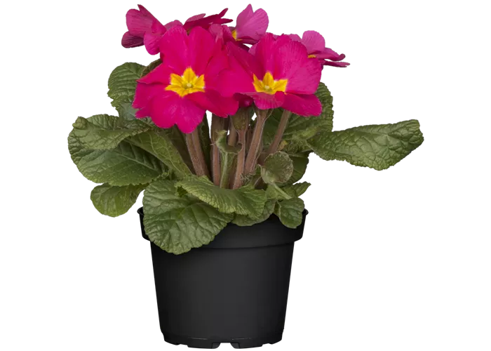 Primula vulgaris, rosa