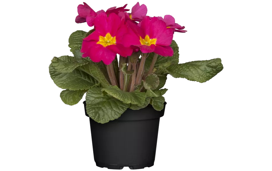 Primula vulgaris, rosa