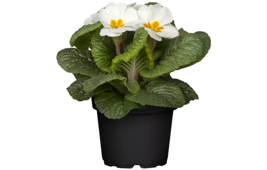 Primula vulgaris, weiß