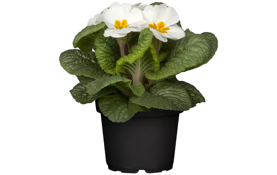 Primula vulgaris, weiß