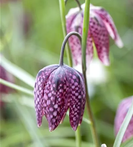Fritillaria meleagris