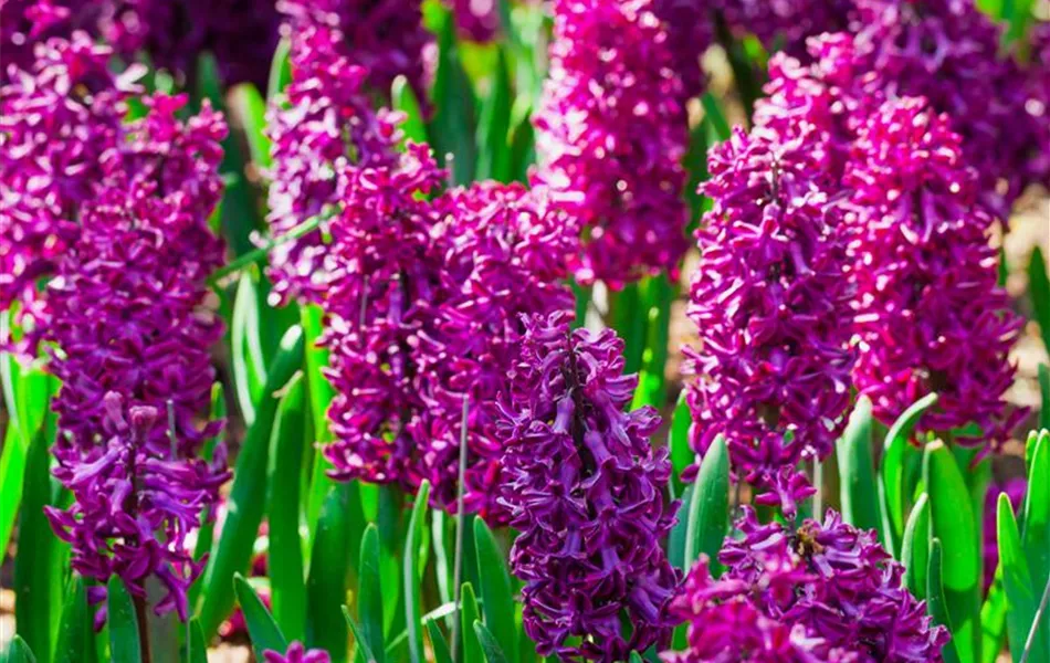 Hyacinthus orientalis, rot