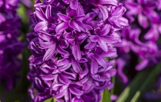Hyacinthus orientalis, lila