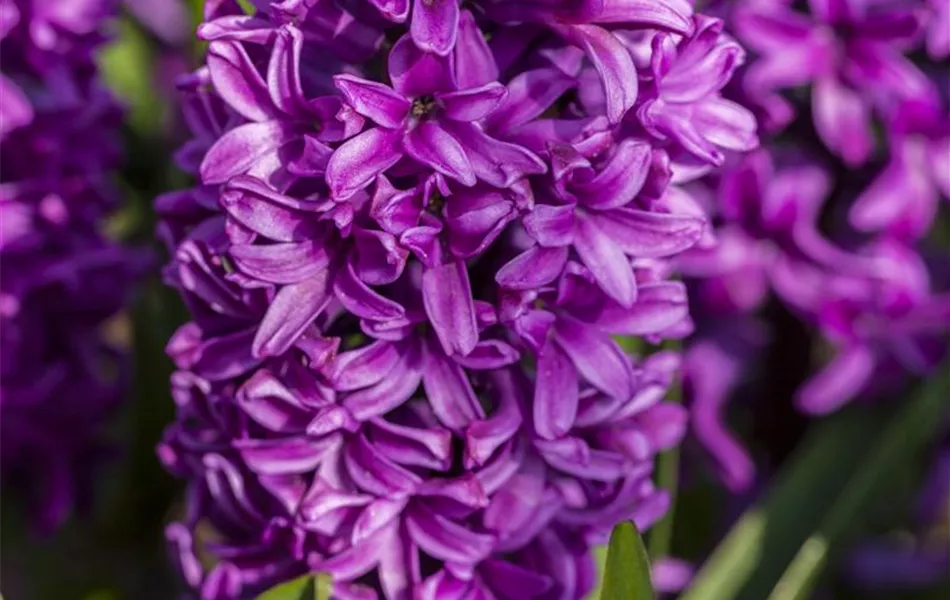 Hyacinthus orientalis, lila