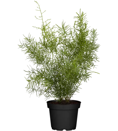 Asparagus densiflorus 'Sprengeri'