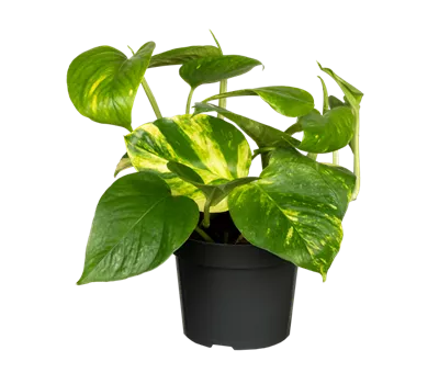 Epipremnum aureum