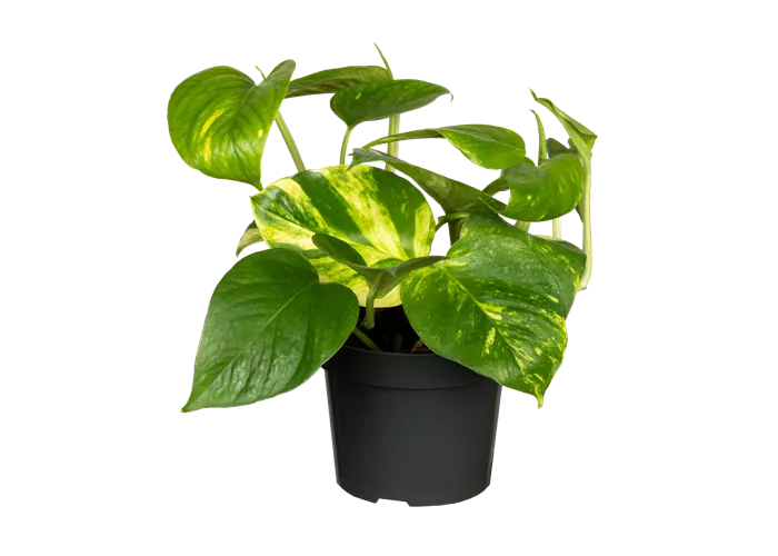 Epipremnum aureum