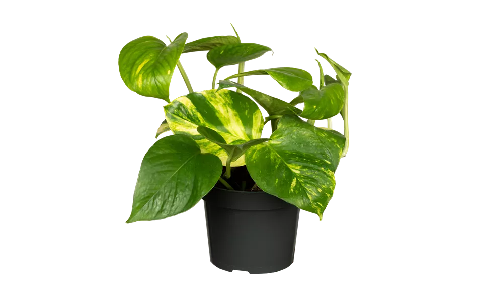 Epipremnum aureum