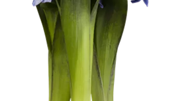 Bildvorschau