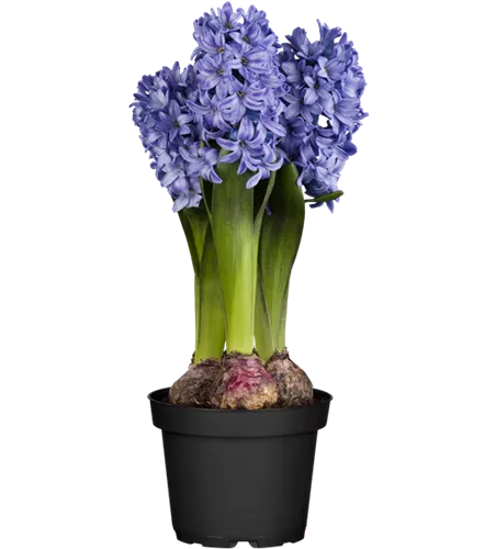 Hyacinthus orientalis, blau