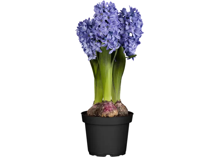 Hyacinthus orientalis, blau