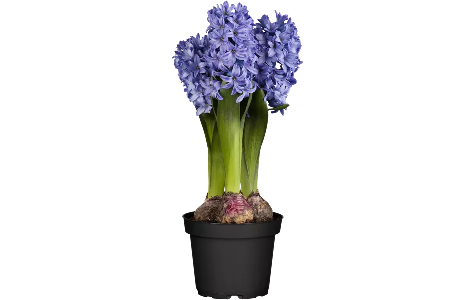 Hyacinthus orientalis, blau
