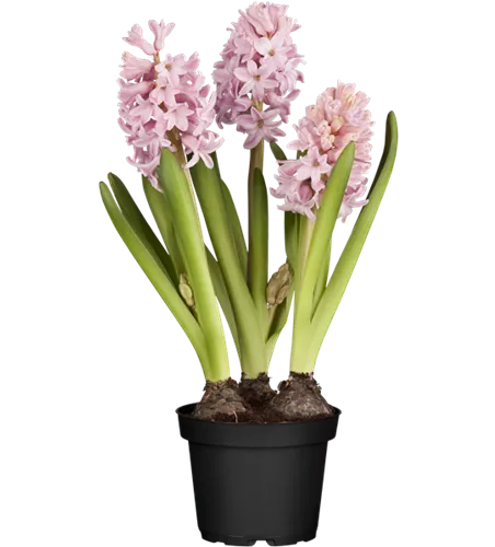 Hyacinthus orientalis, rosa