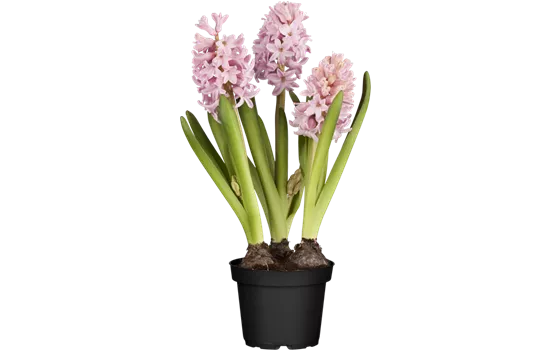Hyacinthus orientalis, rosa