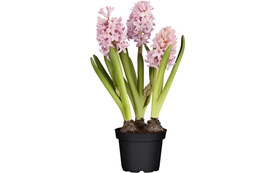 Hyacinthus orientalis, rosa