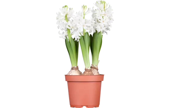 Hyacinthus orientalis, weiß
