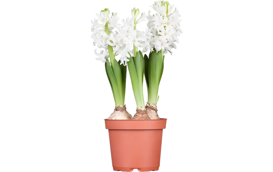 Hyacinthus orientalis, weiß
