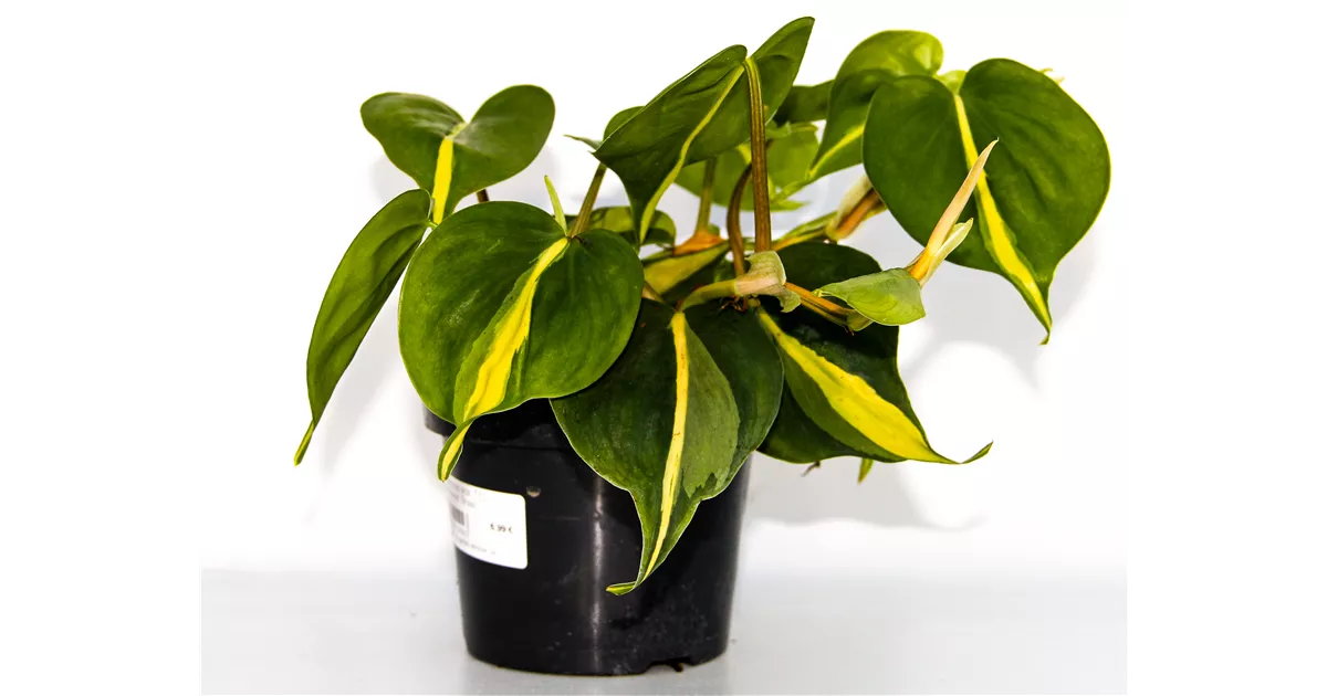 Philodendron scandens 'Brasil', Kletternder Philodendron 'Brasil',  Zimmerpflanzen Online und vor Ort kaufen - 1A Garten Ammer