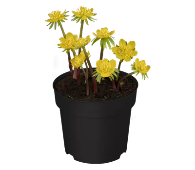Eranthis hyemalis
