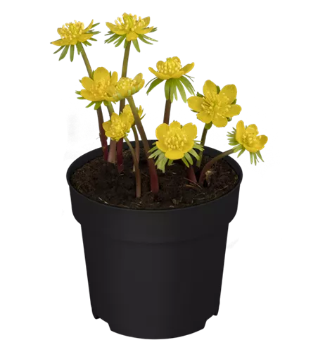 Eranthis hyemalis